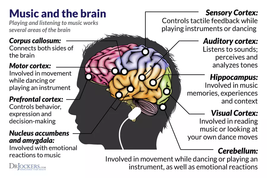A diagram of musics affect on the brain